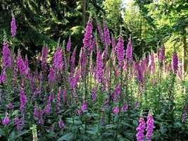 1000 Foxglove Excelsior Mix Digitalis Purpurea Flower Seeds Grown In Usa Gardeni - $11.00