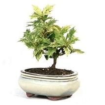 KBS Holly Osmanth Bonsai Tree 3-5 Years Old 6 8 Tall Potted In 5 Home Ga... - $157.12