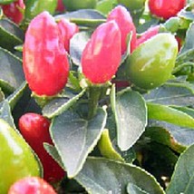 PM NuMex Christmas Hot Peppers Seeds (25 Seed Packet) (More Heirloom, Organic, N - £3.55 GBP