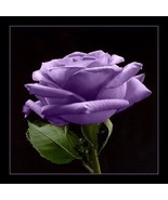 5 Seeds Purple Rose Rosa Floribunda Bush Shrub Perennial   - $17.00