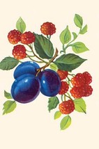 Raspberries &amp; Plums - Art Print - £17.29 GBP+