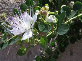 Capers Caper Bush Seeds Heirloom Herb Capparis Spinosa Culinary Delicacy... - £14.13 GBP