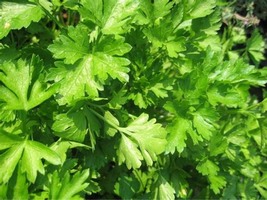 Parsley Moss Curled, 400 Seeds R - £11.37 GBP