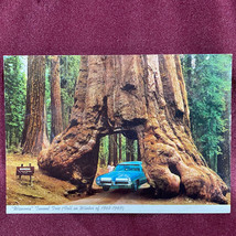 Vintage Postcard WAWONA Tunnel Tree Giant Sequoias Fell 1968-1969 Yosemite Park - £7.87 GBP