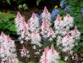 AW 20 Heartleaf Foamflower White &amp; Pink Tiarella Wherryi Coolwort Flower... - $10.68