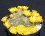 Parodia Aureispina Exotic Yellow Flower Color Cacti Cactus 100 Heirloom ... - $25.23