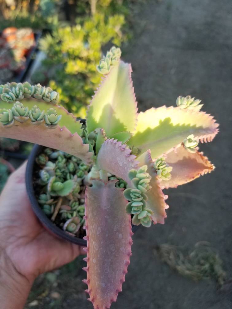 Kalanchoe Deigremontiana &quot;Mexican Sombrero&quot; (4&quot; Pot) - $10.99