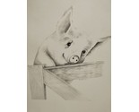 Charlotte Young Pig Sketch 10.5&quot; X 13.5&quot; With Certificate Of Authenticity - £46.70 GBP