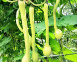 Tromboncino Squash Seeds Italian Zuchetta Cucuzzi Snake Gourd Bottle Seed  - £4.65 GBP
