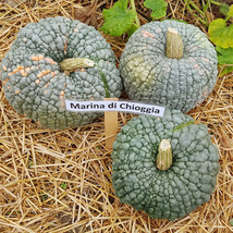 Italian Marina di Chioggia Pumpkin Seeds - Authentic Heirloom (5 Pack), Grow You - £5.08 GBP