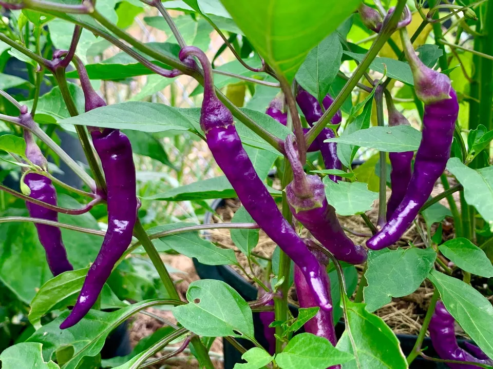 WTR Cayenne PurpleHot Pepper Non GMO Variety Sizes Sold 50 Seeds Planting Seeds - $8.54