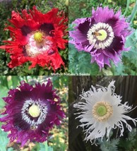 NEW Poppy JIMI’S FLAG MIX Red, Purple Breadseed Poppies Huge Pods Organic 500 Se - £3.57 GBP