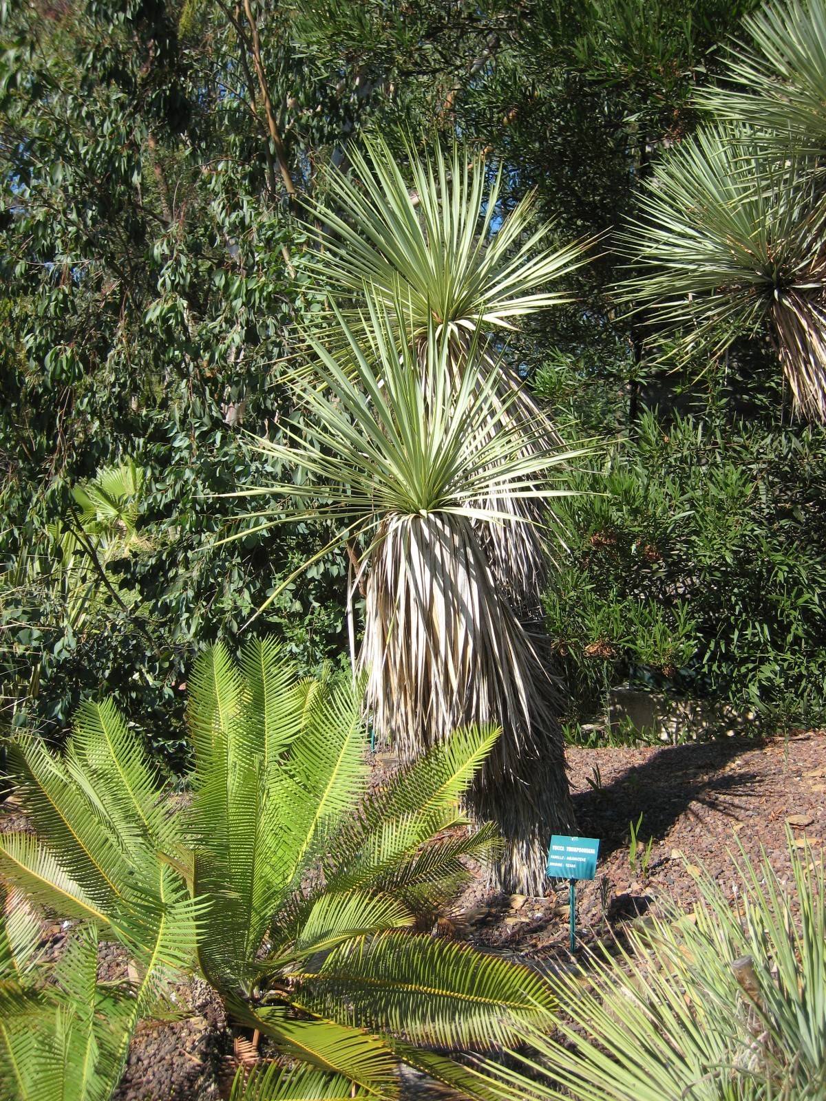Yucca Thompsoniana Tree Yucca Exotic 5 Seeds Fresh Fast Shipping - $18.96