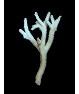 VintageStaghorn coralfigure ocean beach nautical sealife marine natural ... - €43,22 EUR