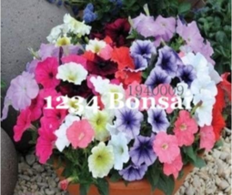 100 Seeds Seeds Kasuki Flower Flores Exotic Seed Lavendar Geranium Rosa Moss Pot - £5.99 GBP