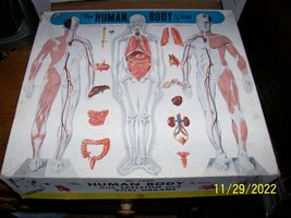 1959 Plastic Masters 1/6 Scale The Human Body Model kit in Box Unbuilt - £20.10 GBP