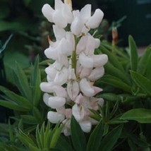 USA SELLER 25 Seeds Lupine Popsicle White Buy Flower Seeds - £15.04 GBP