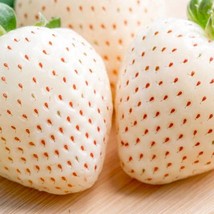 Fresh White Strawberry Seeds Packs Fast Shipping - $4.22
