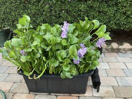  20 XXL BIG Water Hyacinth Pond Plants + Free Red Mangrove Plants  - $99.00