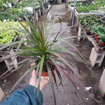 Dracaena Marginata Magenta | 4in pot - $15.83