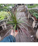 Dracaena Marginata Magenta | 4in pot - $22.19 CAD