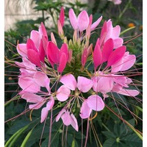 100 Candu Pink Spider Seeds Clome Spinosa Perennial Fresh Gardening - $8.98