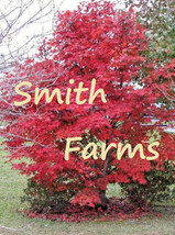 PPA 10 Seeds Bloodgood Red Maple Tree Acer Palmatum - $6.83