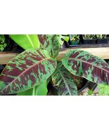 Live Plant - Musa - &#39;Zebrina&#39; - Live Banana Plant - $29.00