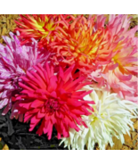 HT 200 Zinnia Seeds Cactus Flower Spring Mix Heat Drought Planting Seeds - €8,18 EUR