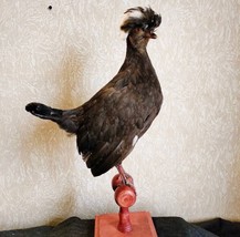 Hollands Kuifhoen Hen Rooster Chicken taxidermy Stand mount AAA+ - £273.40 GBP
