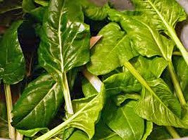 Swiss Chard Seed, Perpetual Spinach, Heirloom, Organic 500+ Seeds, NON GMO - £7.85 GBP
