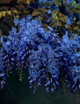 5 Pc Seeds Dark Blue Chinese Wisteria Flower, Wisteria Seeds for Planting | RK - $18.90