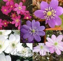 100 Seeds Hepatica Nolilis Bonsai Flower Watch Bonsai Plants Gardening USA SELLE - £6.72 GBP