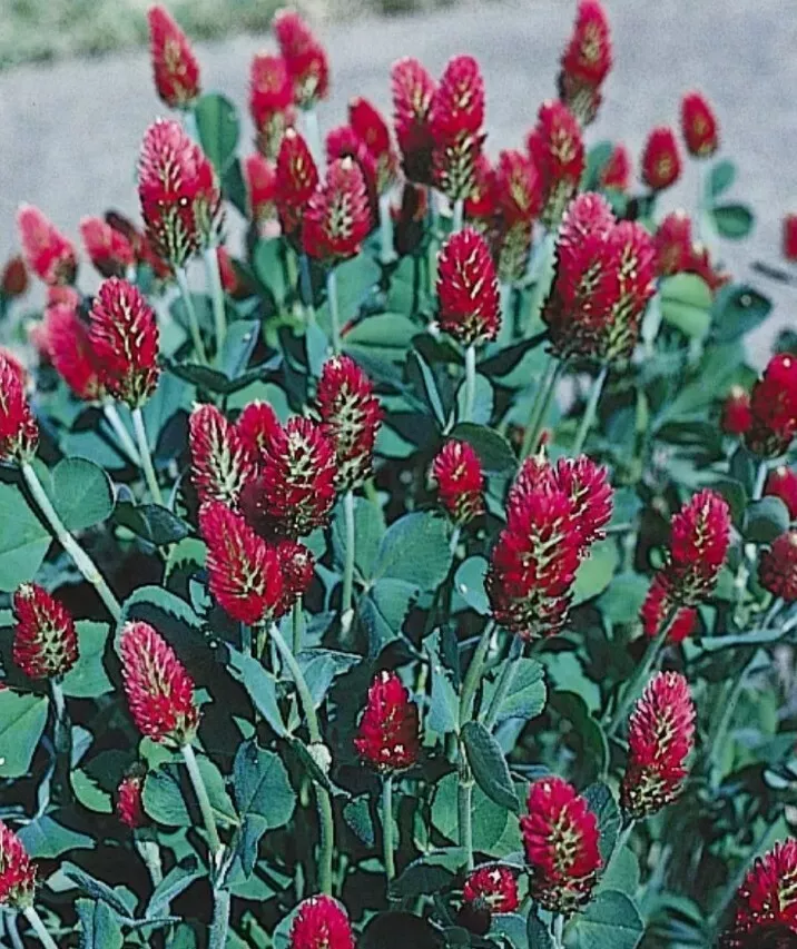 SYST 10 Seeds Clover Crimson Full Sull - $9.00