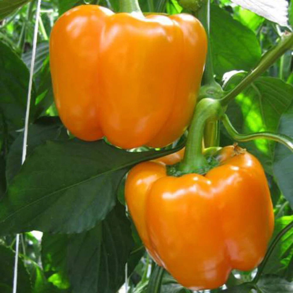Pepper 100 Seeds Vibrant Greenhouse Paramo Orange - $166.11 MXN