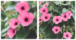 Thunbergia Arizona Rose Black Eyed Susan Vine -Shades of Rose NEW! 2.5&quot; Pot - $46.95