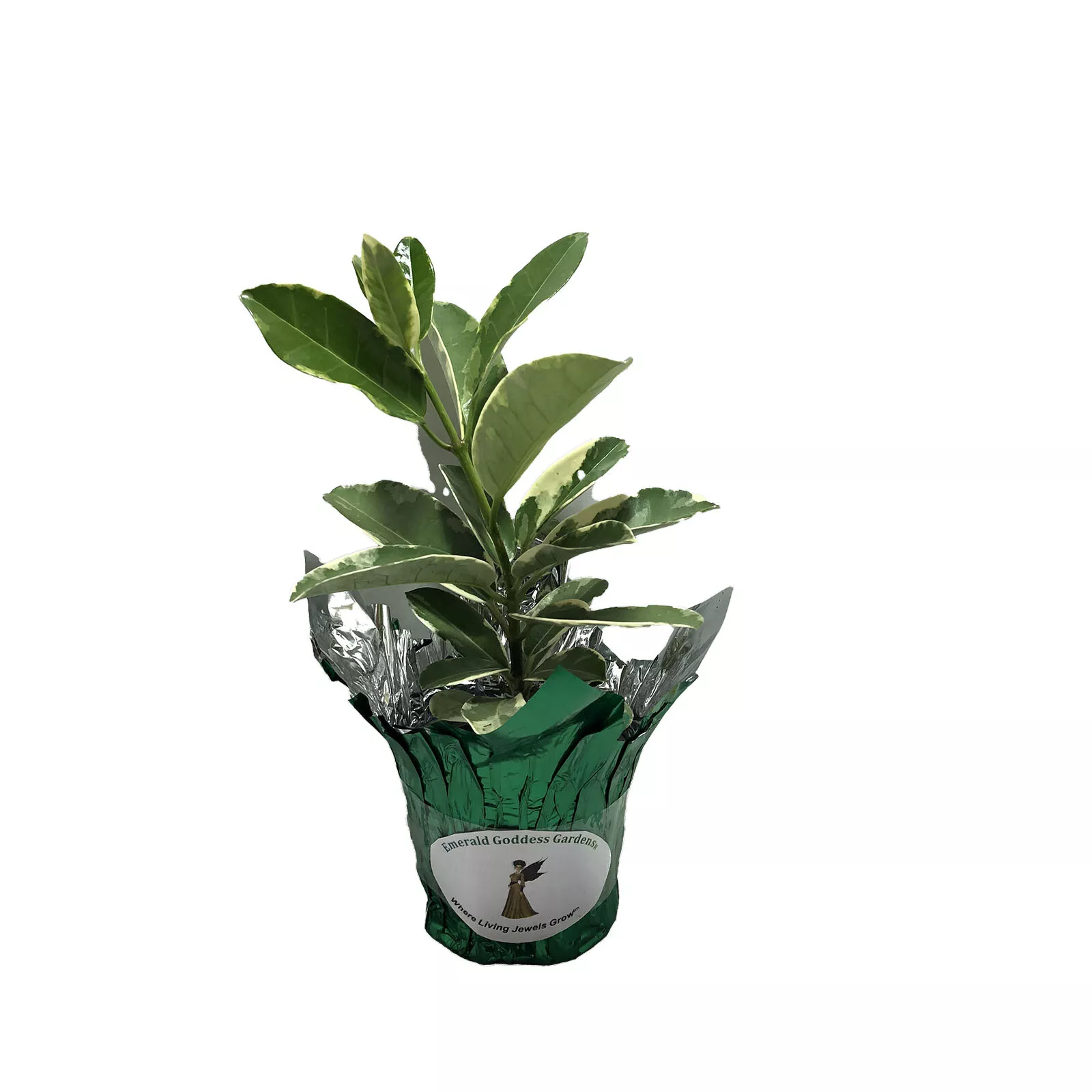 Variegated Madagascar Jasmine - $45.48