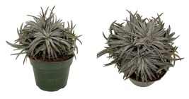 4&quot; Pot - Pale Rider Sawblade Dyckia Plant - Succulent Bromeliad - £43.01 GBP
