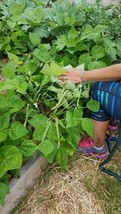 Fresh Garden 50 Blue Lake Bean Seeds NON-GMO Heirloom - £8.64 GBP