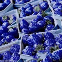 ROYAL PARADISE Rare Blue Strawberry Delicious Nutritious Fruit Seed -30 Seeds - £13.99 GBP