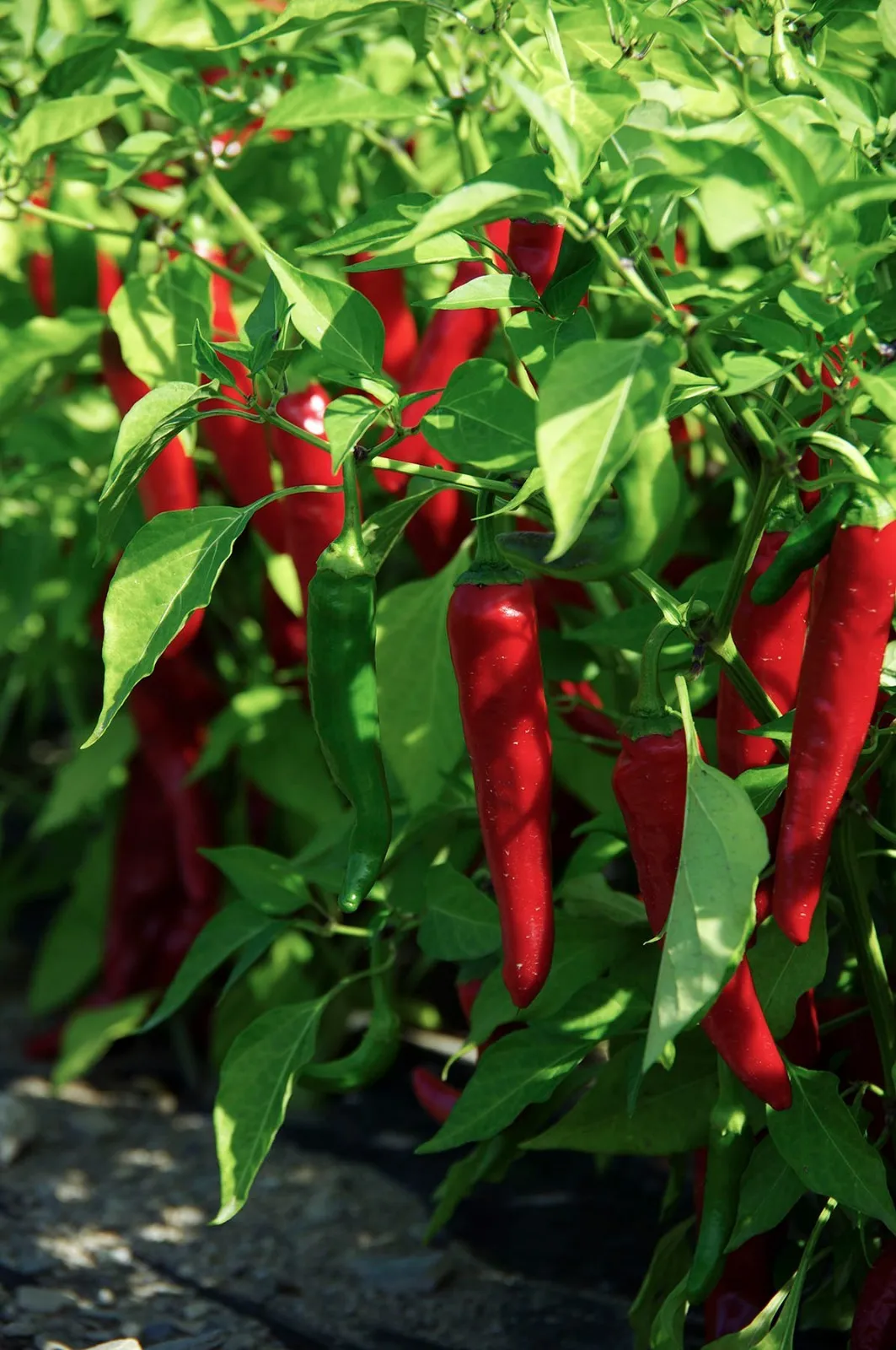 50 Fresh Seeds Cayenne Large Red Thick Pepper - £7.62 GBP