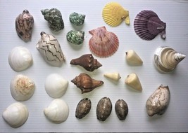 LOT SEA SHELLS SMALL TO MED SIZE VARIOUS SPECIES EXCELLENT COLLECTION - $12.82