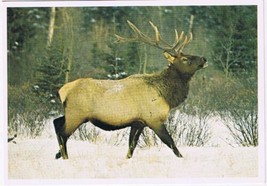 Postcard Elk Or Rocky Mountain Wapiti Canadian Rockies - £3.15 GBP