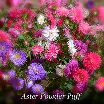 Tropical Charm 1000 Aster Powder Puff Mix Seeds. Organic. Ships Free - $76.96 MXN