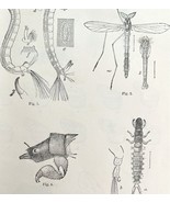 Chironomus Larvae And Unknown Insect Victorian 1887 Art Print Entomology... - $34.17 CAD