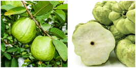 Indonesian seedless Guava (psidium guajaba) live Tropical Fruit tree 8”-12” - £67.93 GBP
