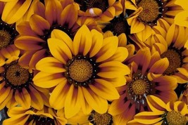 30 GAZANIA BRONZE STAR FLOWER SEEDS / DROUGHT-TOLERANT / RESEEDING ANNUAL - £9.96 GBP