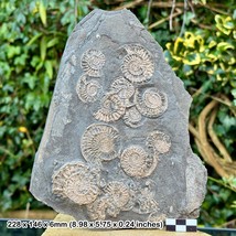 Arnioceras falcoides Ammonite Fossil, Semicostatum Zone, Lower Sinemurian, - $70.92