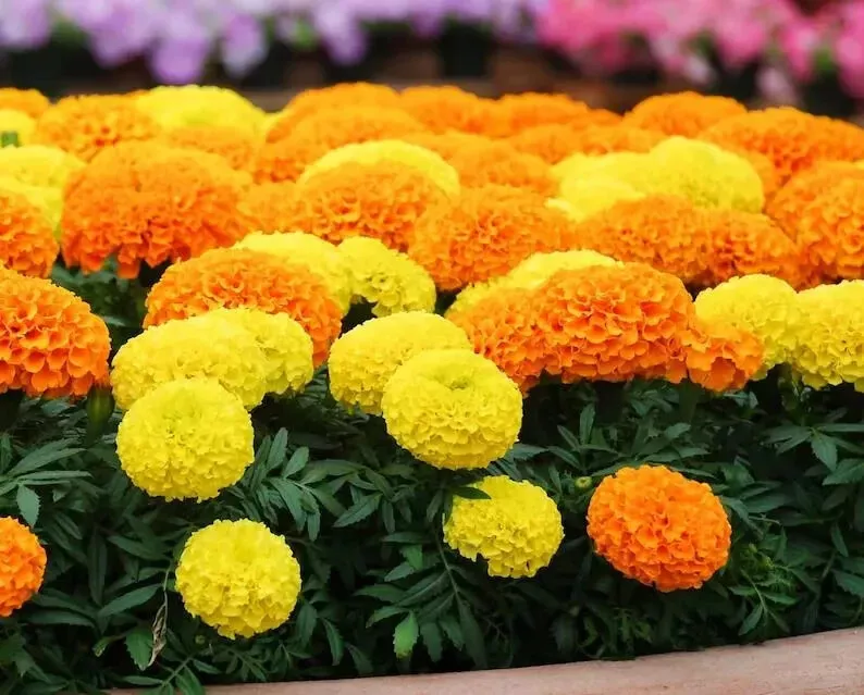 KS Inca Marigold Mix Orange and Yellow Organic Non Gmo Planting 200 Seeds  - $9.69