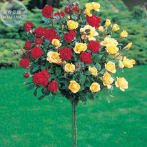 Rose Tree Red Yellow Hybrid Flower Seeds, 50 seeds, professional pack, big bloom - £6.74 GBP